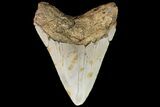 Bargain, Megalodon Tooth - North Carolina #83899-1